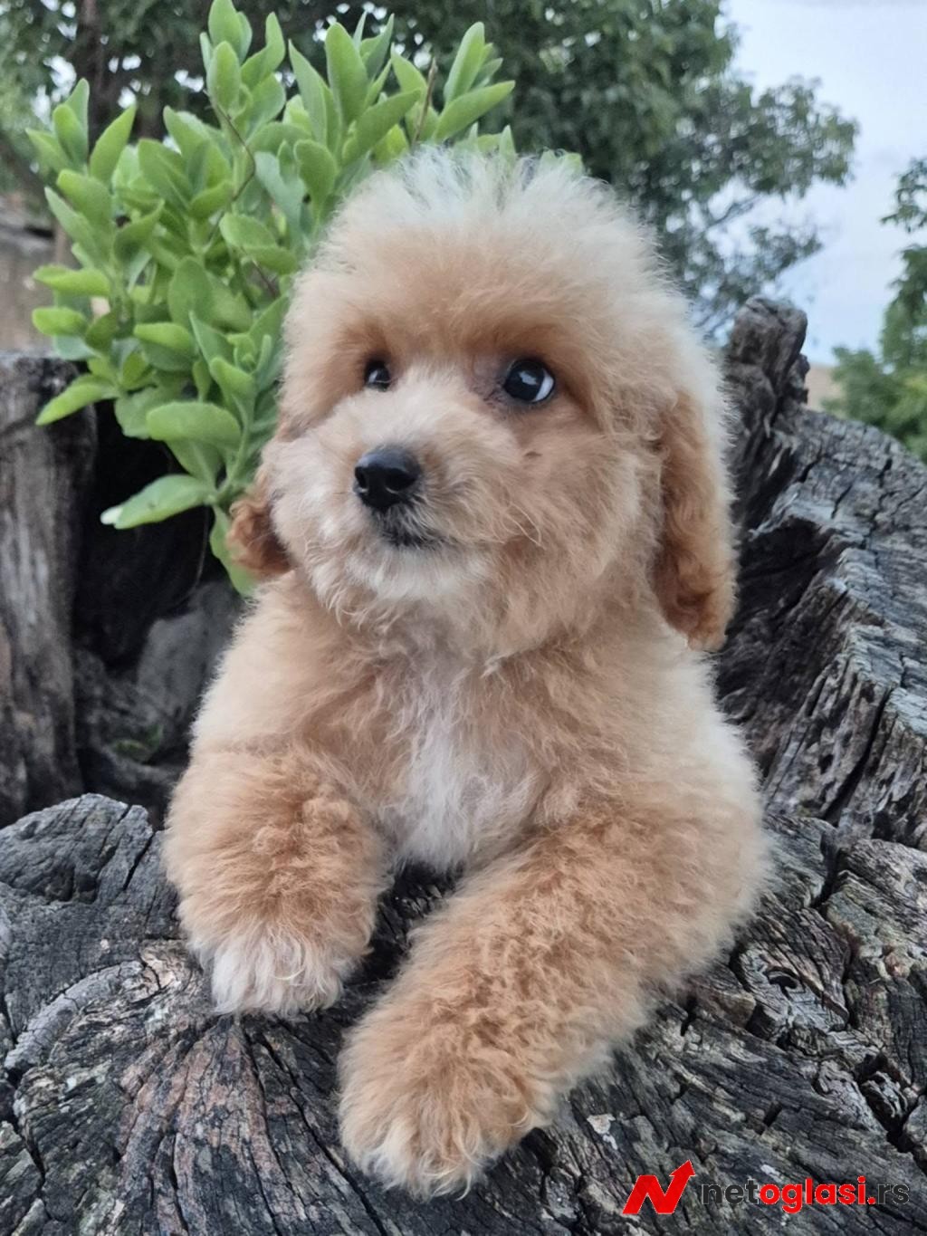 Pudle i maltipoo, prelepi stenci