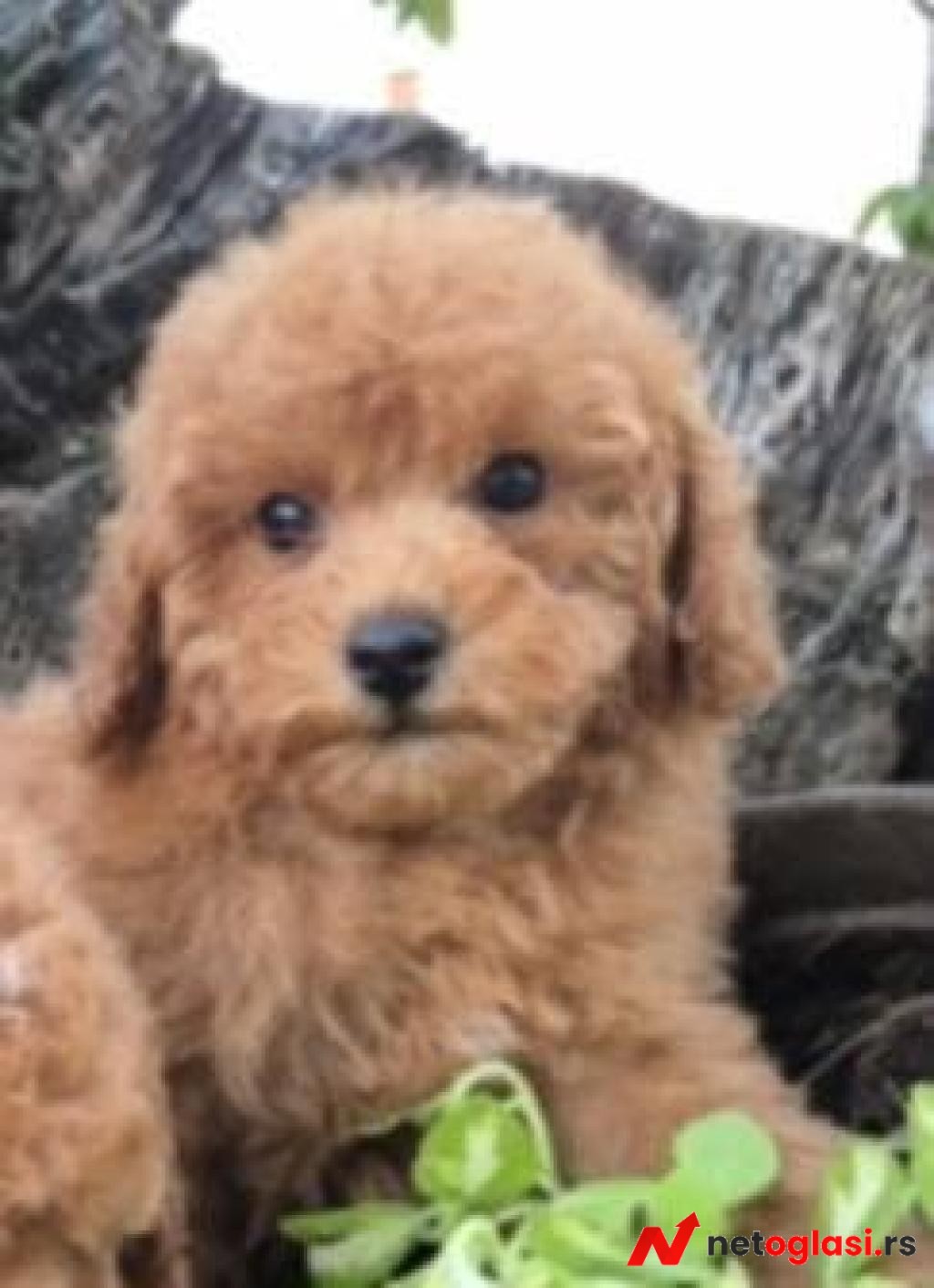Pudle i maltipoo, prelepi stenci