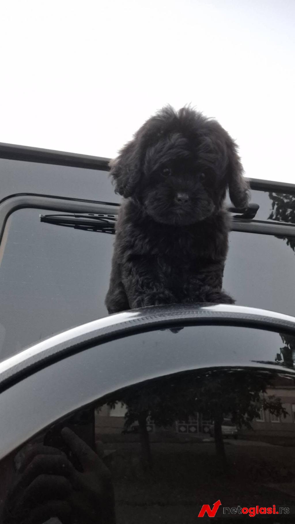 Pudle i maltipoo, prelepi stenci