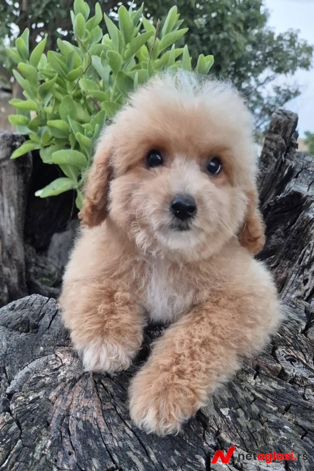 Pudle i maltipoo, prelepi stenci