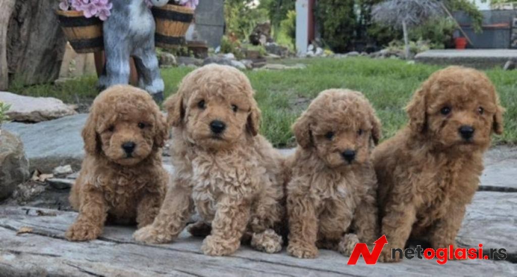 Pudle i maltipoo, prelepi stenci
