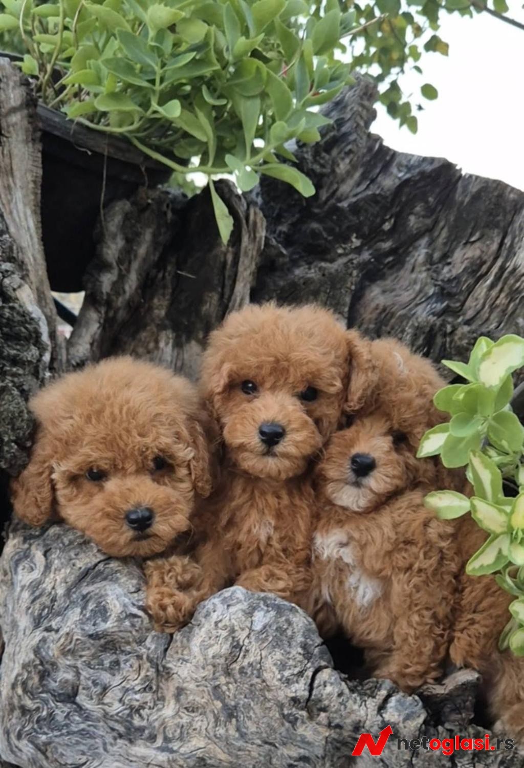 Pudle i maltipoo, prelepi stenci