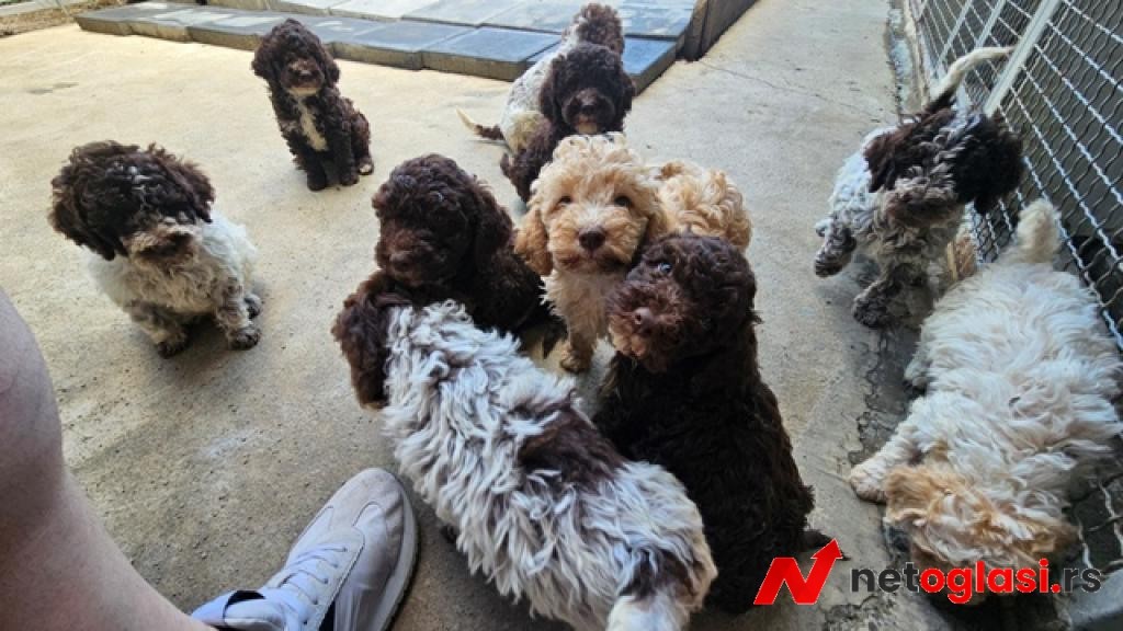 Lagotto Romagnolo, kvalitetni stenci