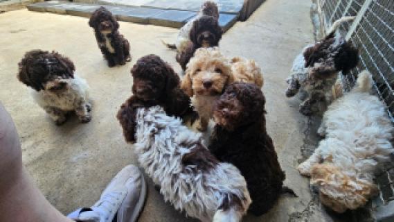 Lagotto Romagnolo, kvalitetni stenci