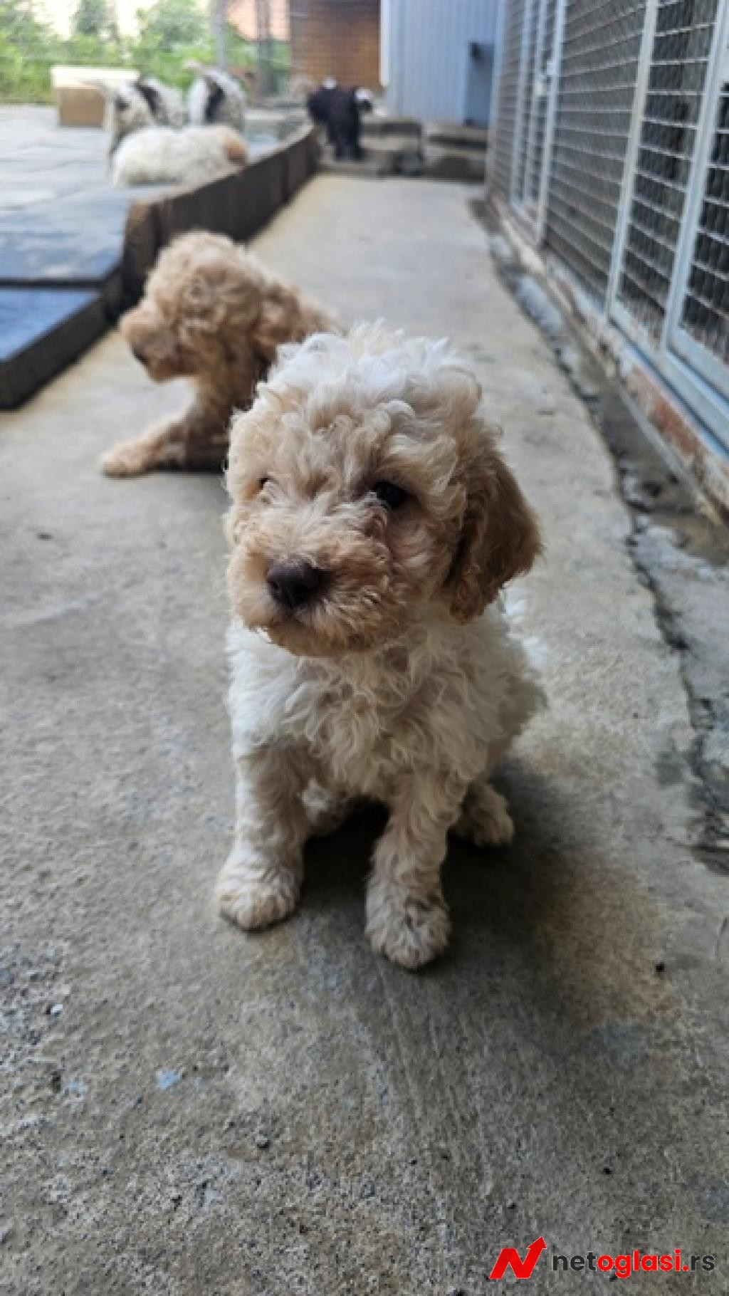 Lagotto Romagnolo, kvalitetni stenci