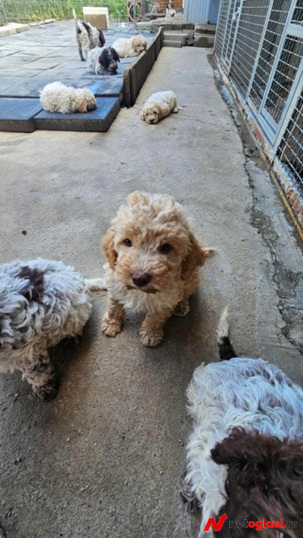 Lagotto Romagnolo, kvalitetni stenci