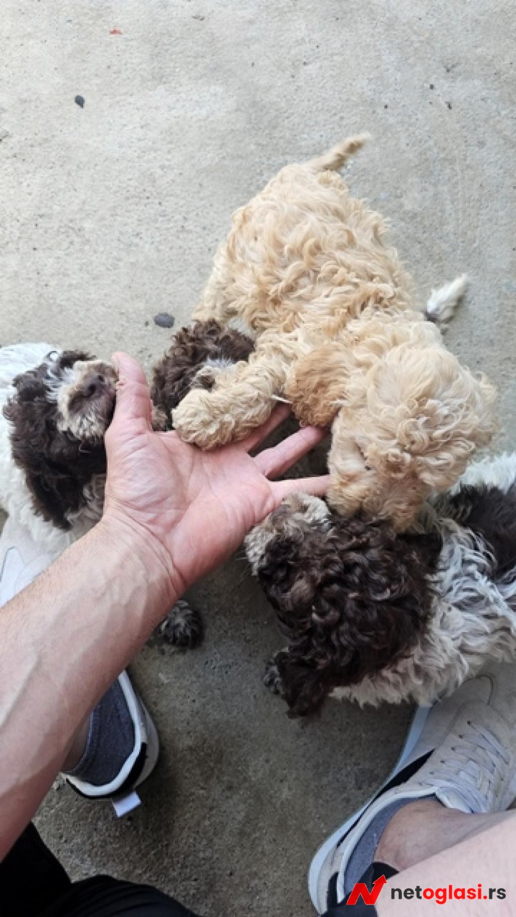 Lagotto Romagnolo, kvalitetni stenci