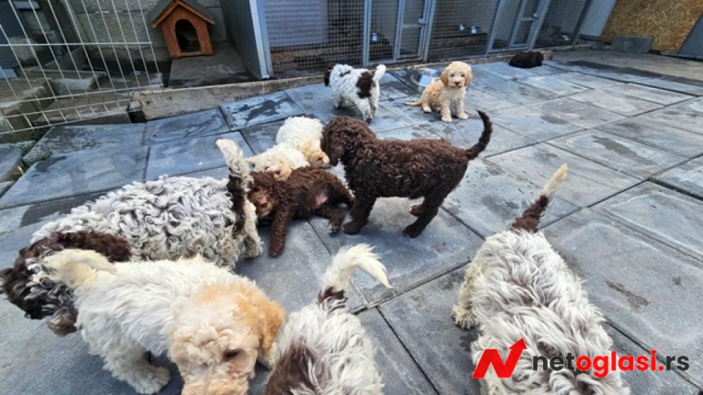 Lagotto Romagnolo, kvalitetni stenci
