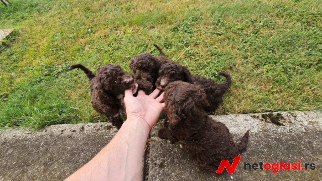 Lagotto Romagnolo, kvalitetni stenci