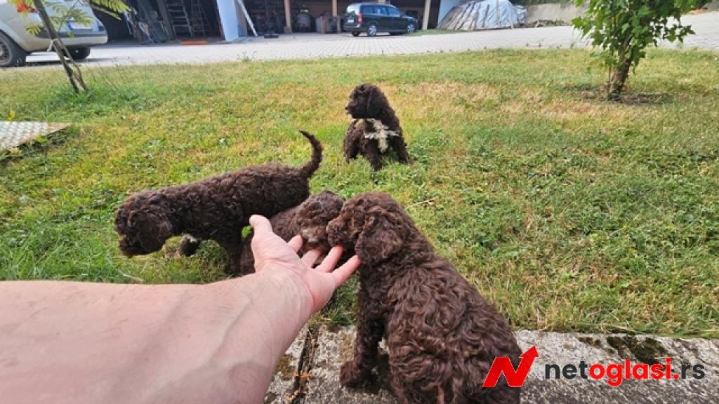 Lagotto Romagnolo, kvalitetni stenci