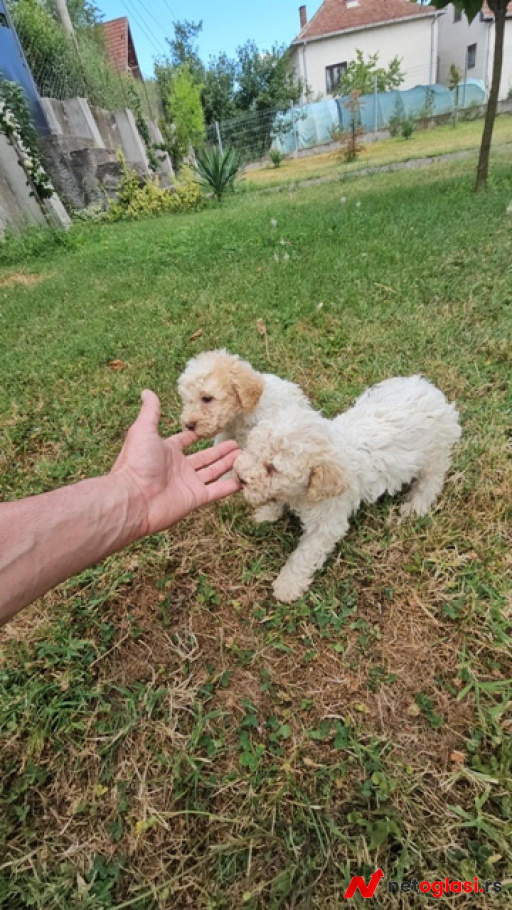 Lagotto Romagnolo, kvalitetni stenci