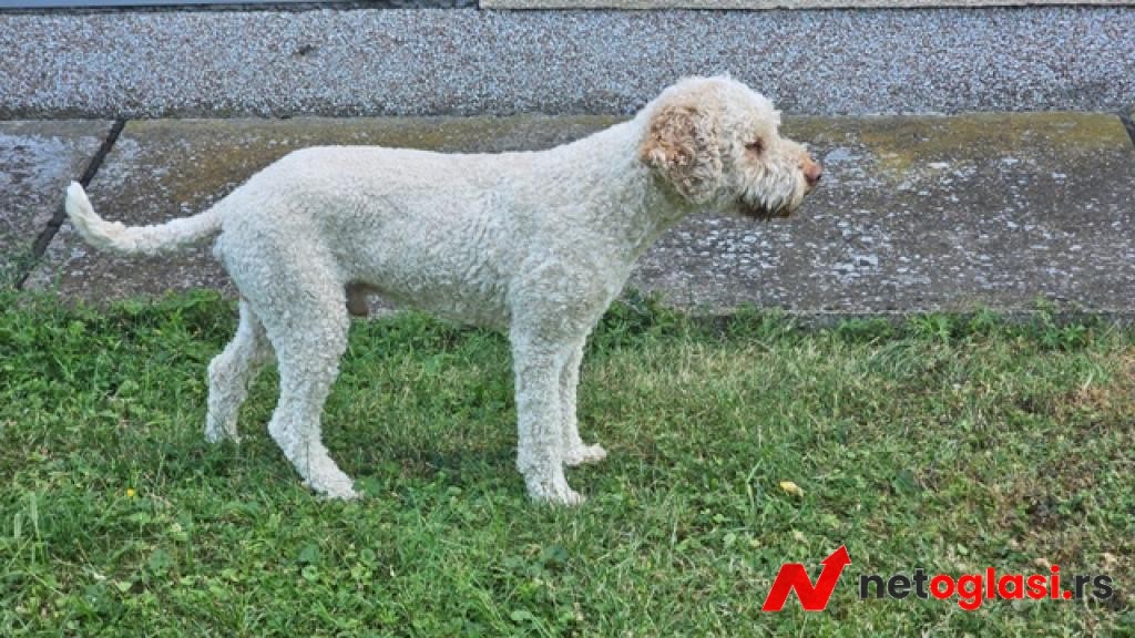 Lagotto Romagnolo, kvalitetni stenci