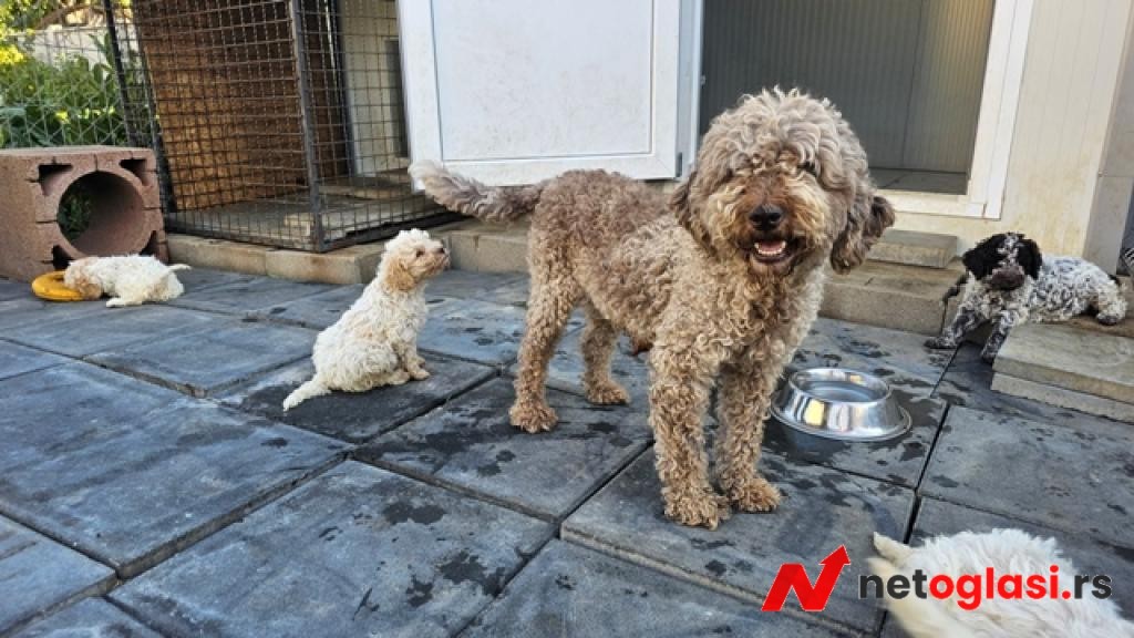 Lagotto Romagnolo, kvalitetni stenci