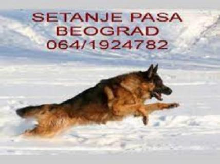 Setanje pasa Beograd