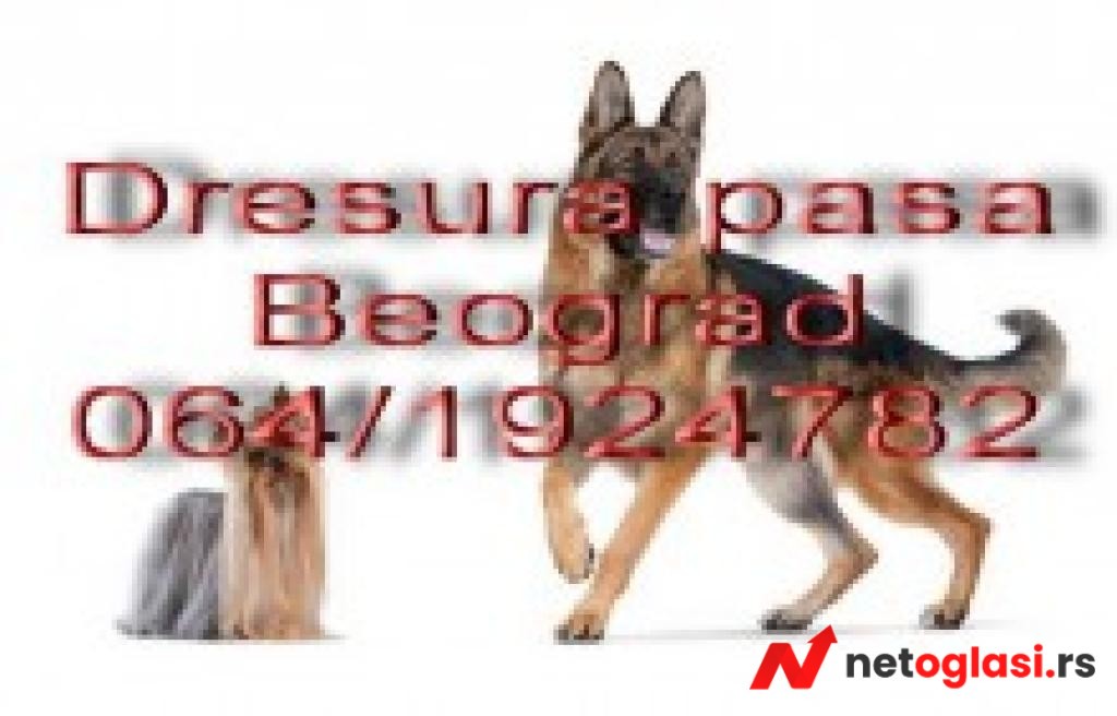 Dresura pasa Beograd