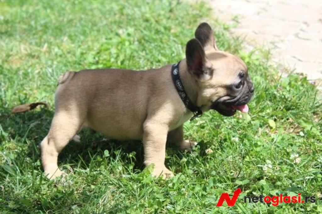 Francuski Buldog stenci