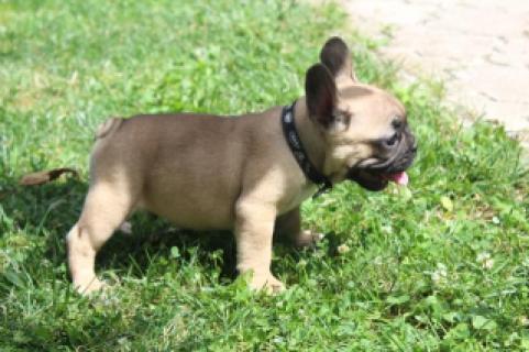 Francuski Buldog stenci