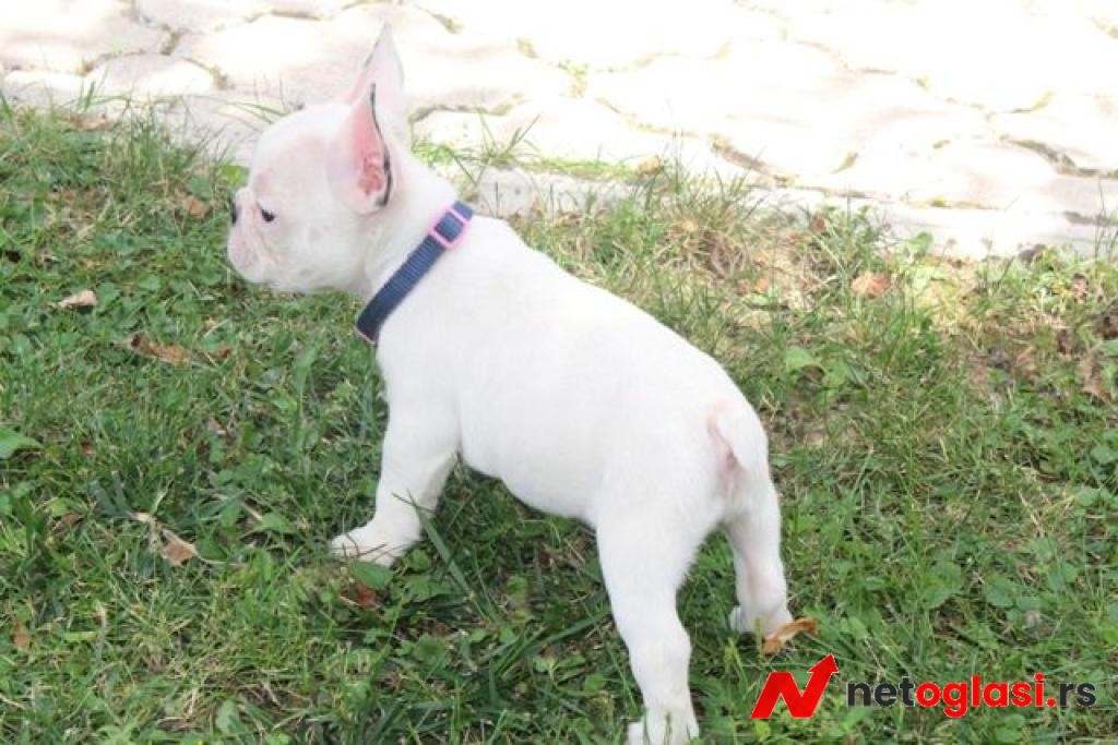Francuski Buldog stenci