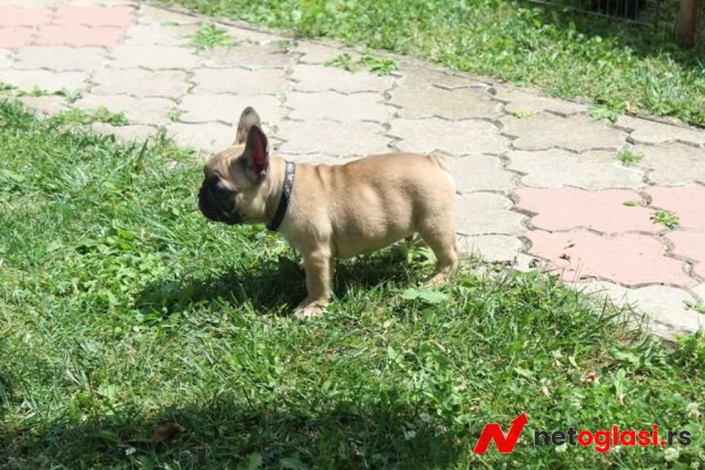 Francuski Buldog stenci