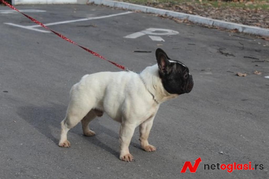 Francuski Buldog stenci