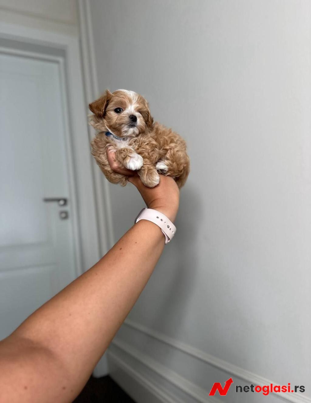 Adorable Toy Poodle Puppies for Sale