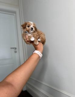 Adorable Toy Poodle Puppies for Sale