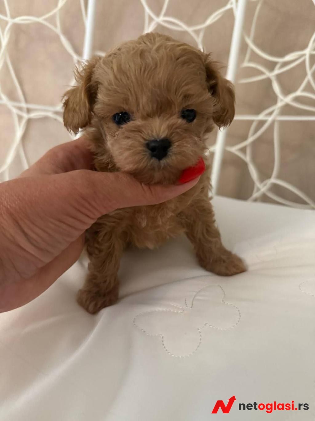 Adorable Toy Poodle Puppies for Sale