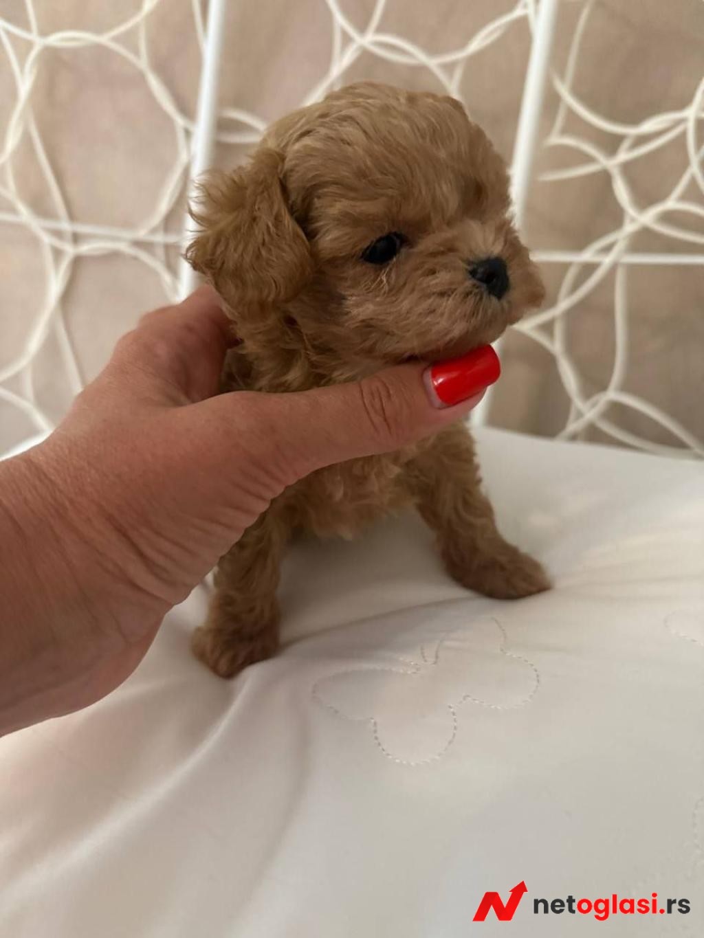 Adorable Toy Poodle Puppies for Sale
