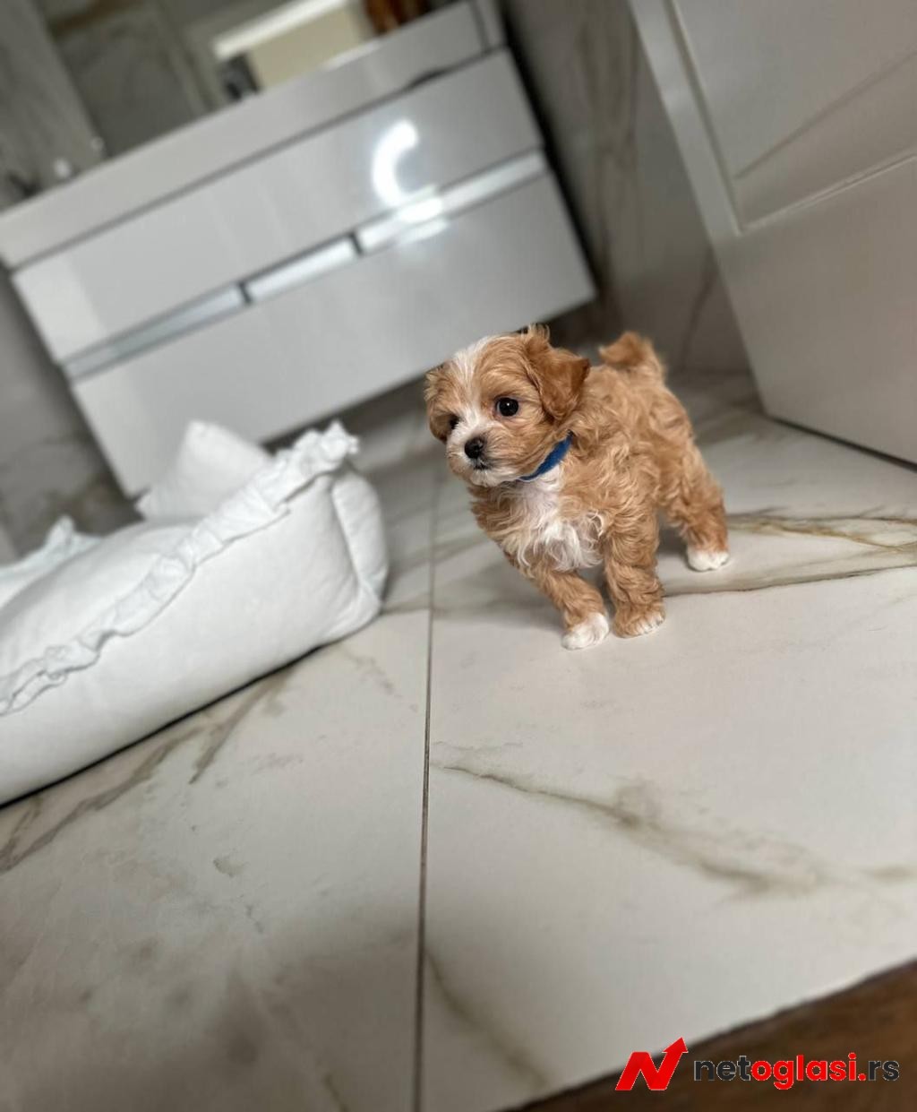 Adorable Toy Poodle Puppies for Sale