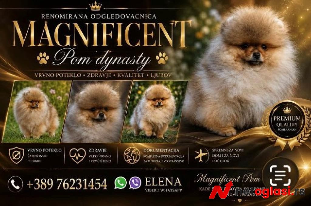 Pomeranci, ekskluzivni stenci brazilske krvne linije